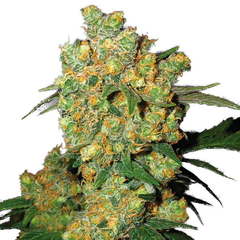 AK47 Autoflowering – Bild 1
