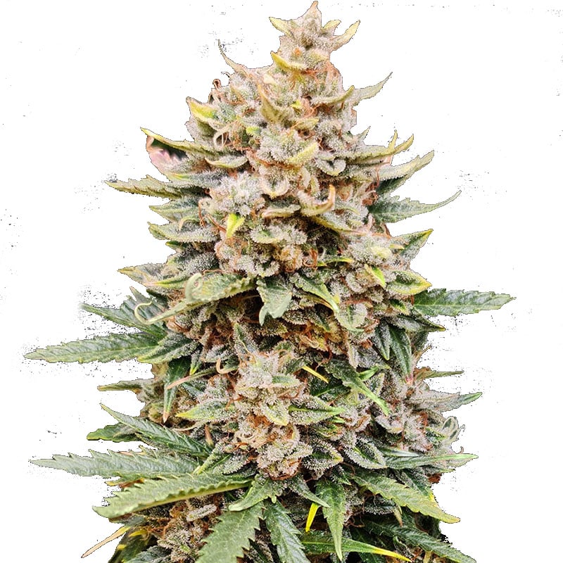 ORANGE ZKITTLEZ Autoflowering – Bild 1