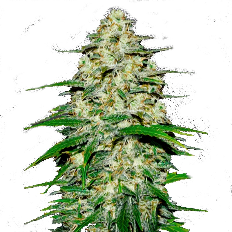 CHEESECAKE Autoflowering – Bild 1