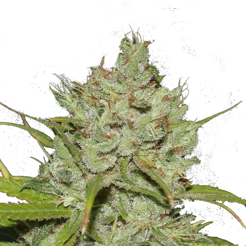 CINDERELLA JACK Autoflowering – Bild 1