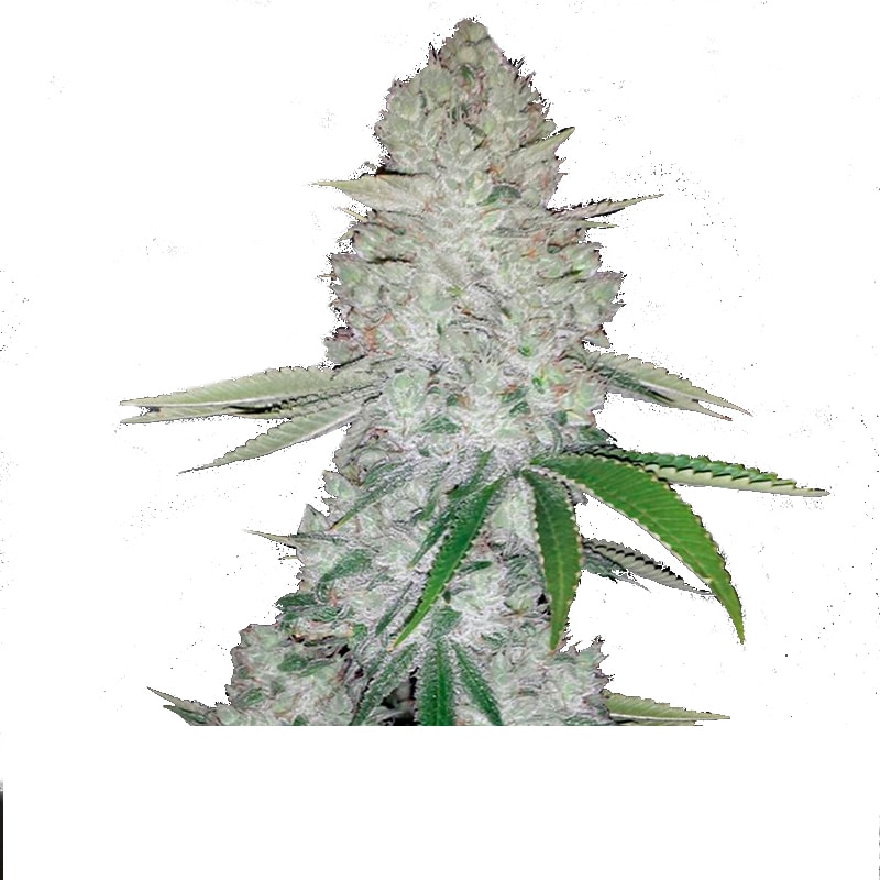 Autoflower Gorilla Glue – Bild 1