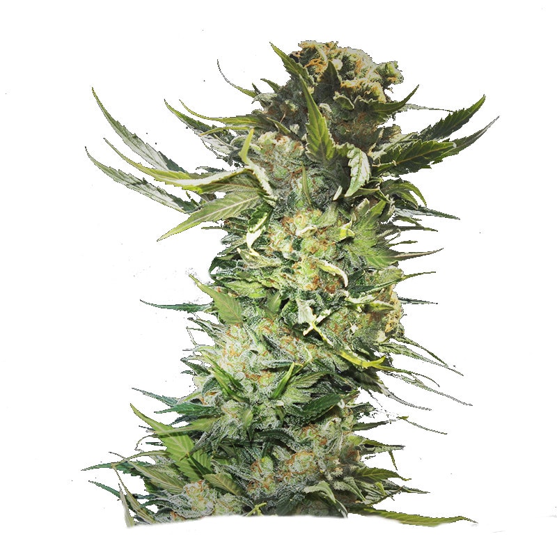 BUBBA VALLEY KUSH – Bild 1