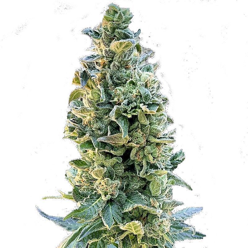 Autoflower OG KUSH – Bild 1
