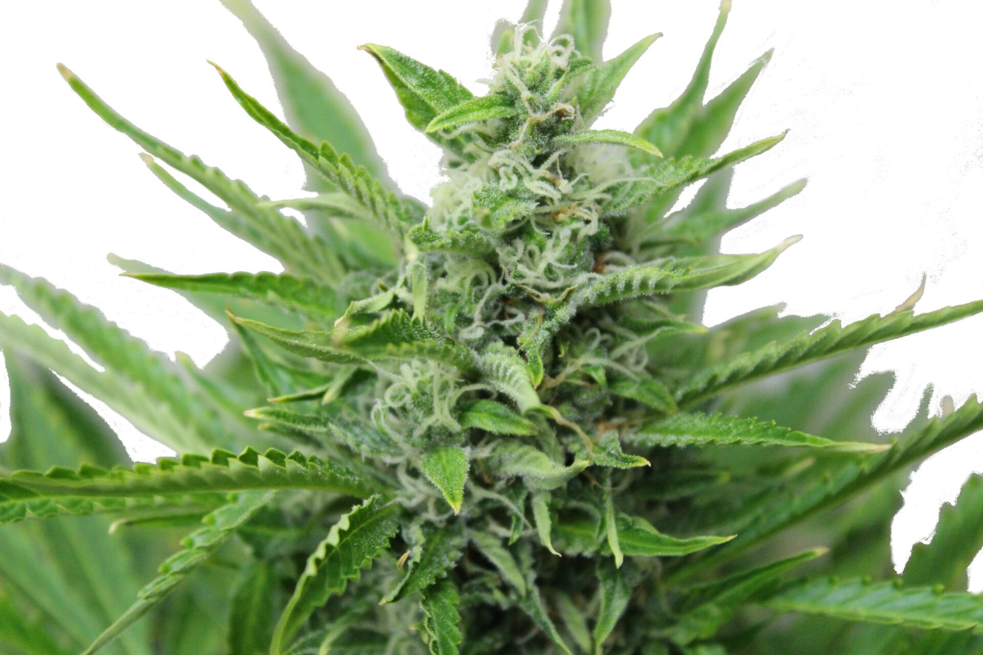 MAZAR Autoflowering – Bild 1