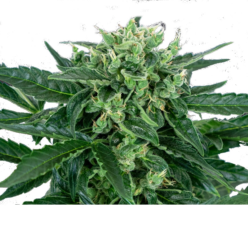 ORGANIC LEMON HAZE Autoflowering – Bild 1