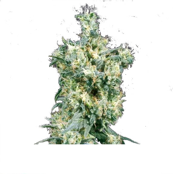 AMNESIA Autoflowering – Bild 1