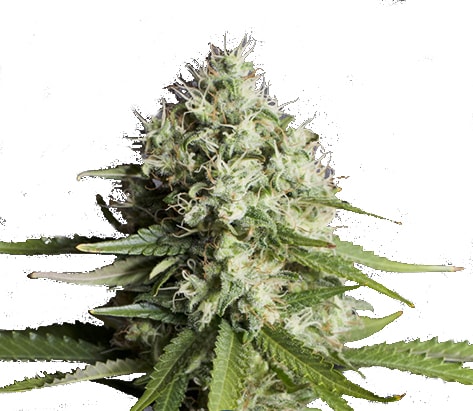 ORANGE ZKITTLEZ – Bild 1