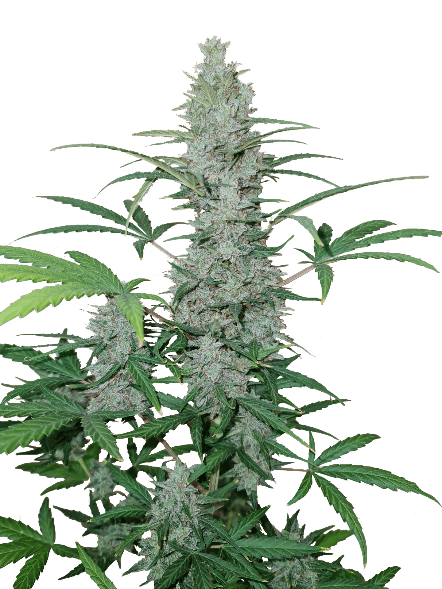 BLACK DOMINA – Bild 1