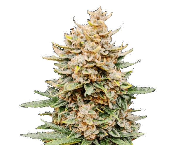 ZKITTLEZ GLUE Autoflowering – Bild 1