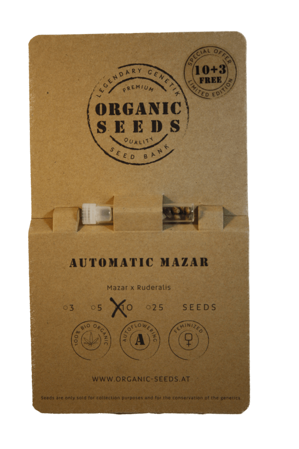 MAZAR Autoflowering – Bild 4
