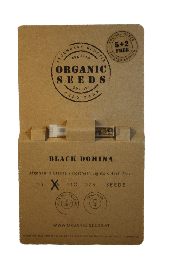 BLACK DOMINA – Bild 3