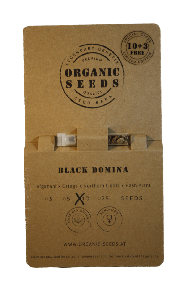BLACK DOMINA – Bild 4