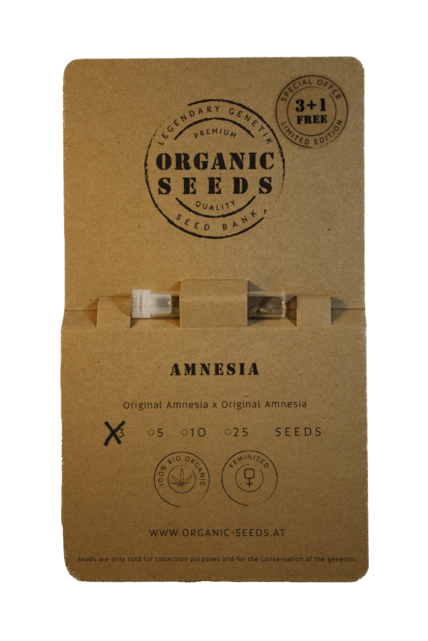 AMNESIA – Bild 2