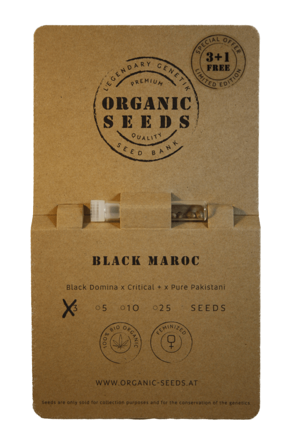 BLACK MAROC – Bild 2