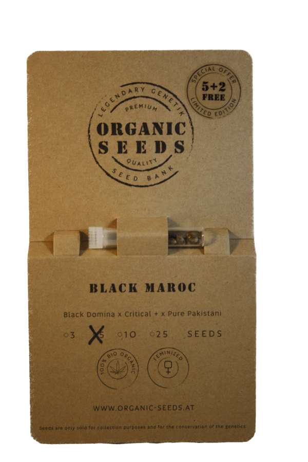 BLACK MAROC – Bild 3