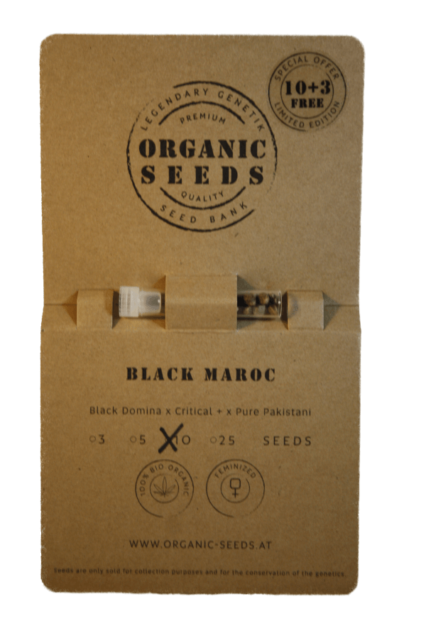 BLACK MAROC – Bild 4