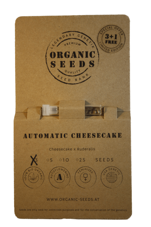 CHEESECAKE Autoflowering – Bild 2