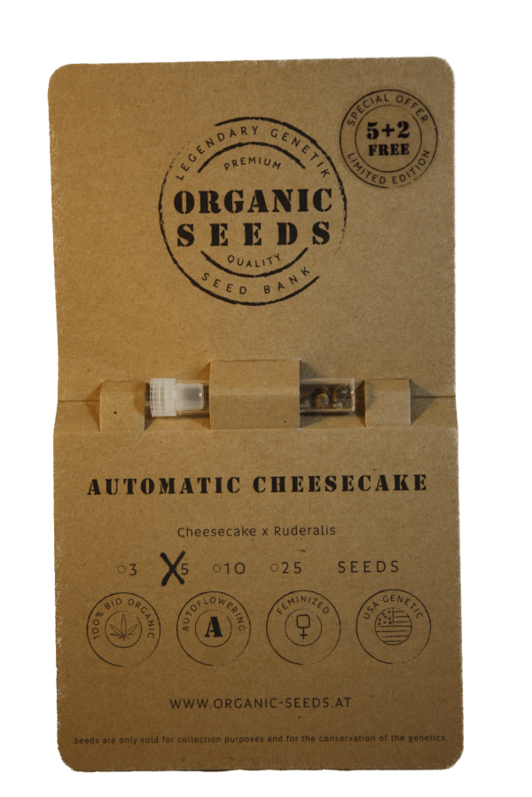CHEESECAKE Autoflowering – Bild 3