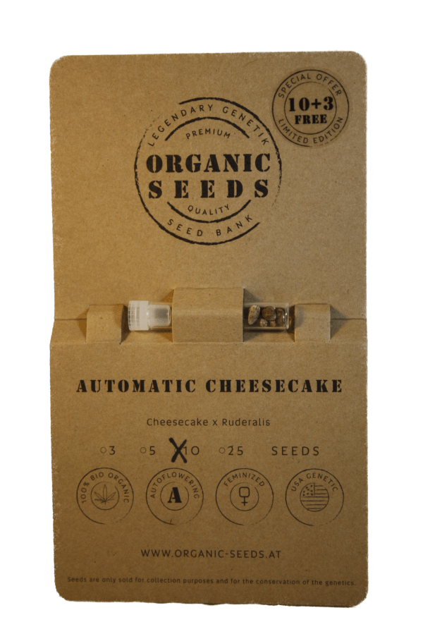 CHEESECAKE Autoflowering – Bild 4