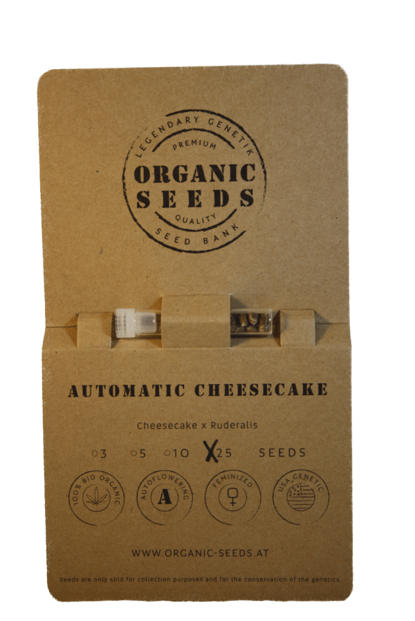 CHEESECAKE Autoflowering – Bild 5