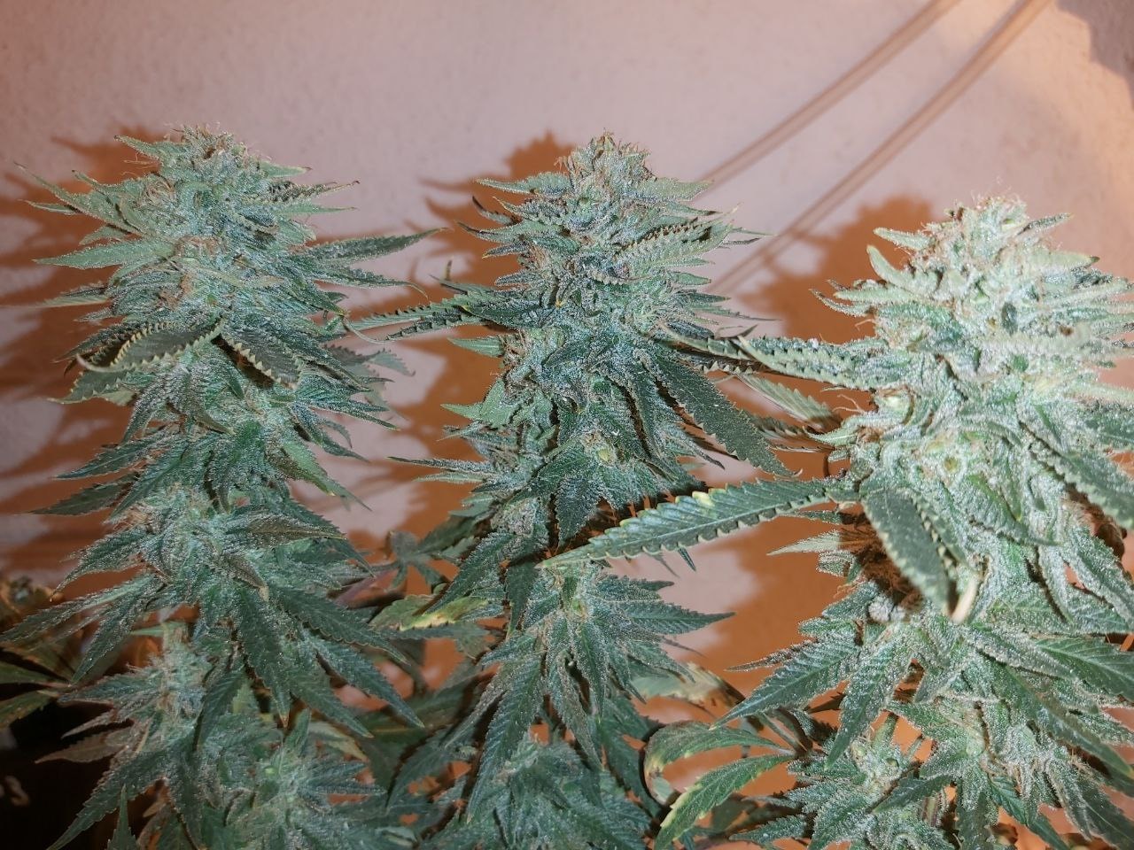 BANANA GLUE – Bild 7