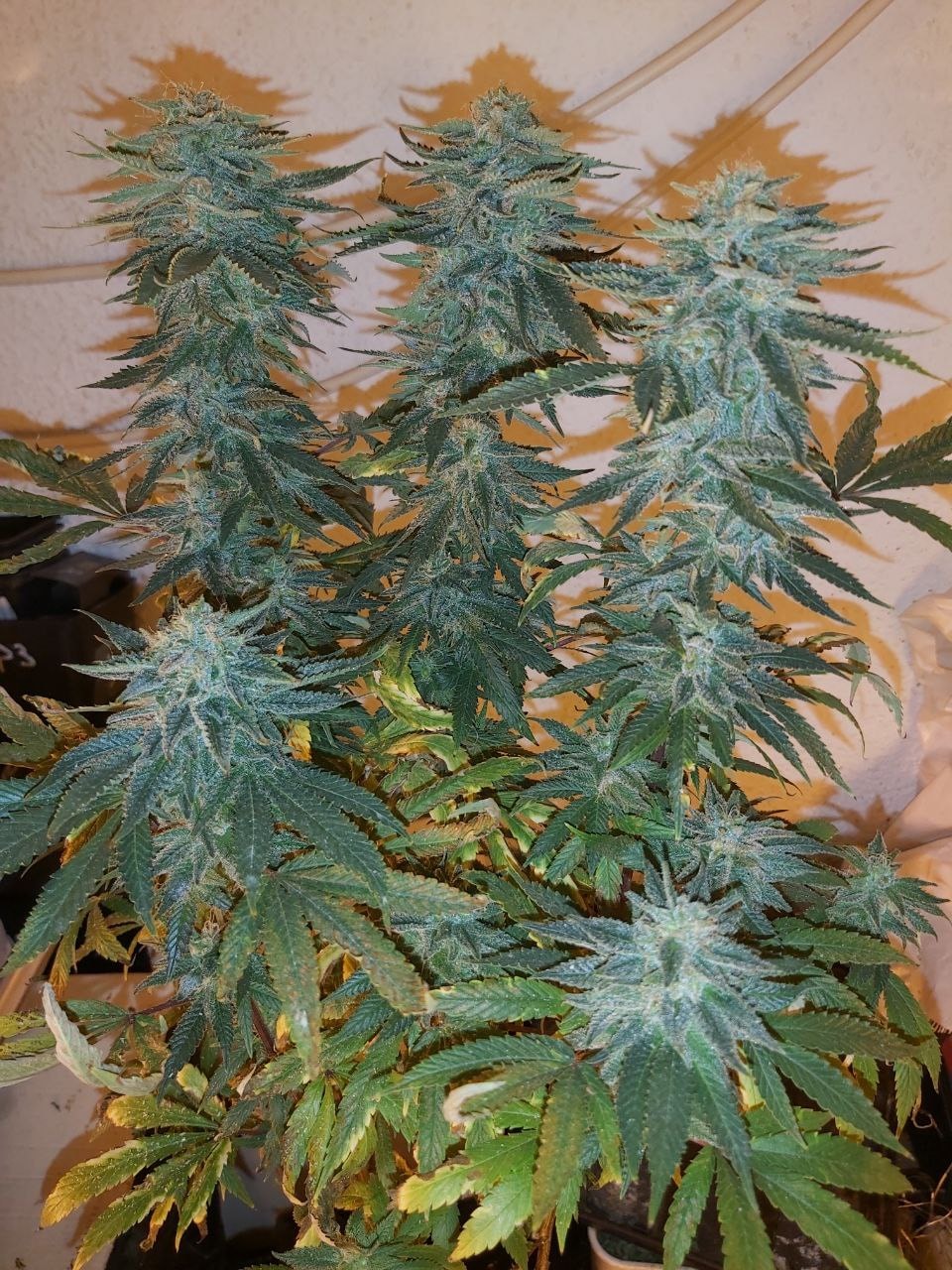 BANANA GLUE – Bild 8