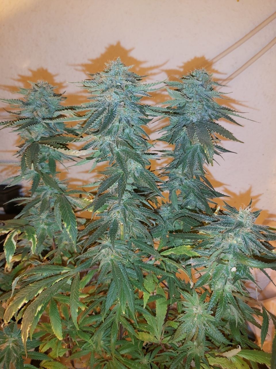 BANANA GLUE – Bild 9
