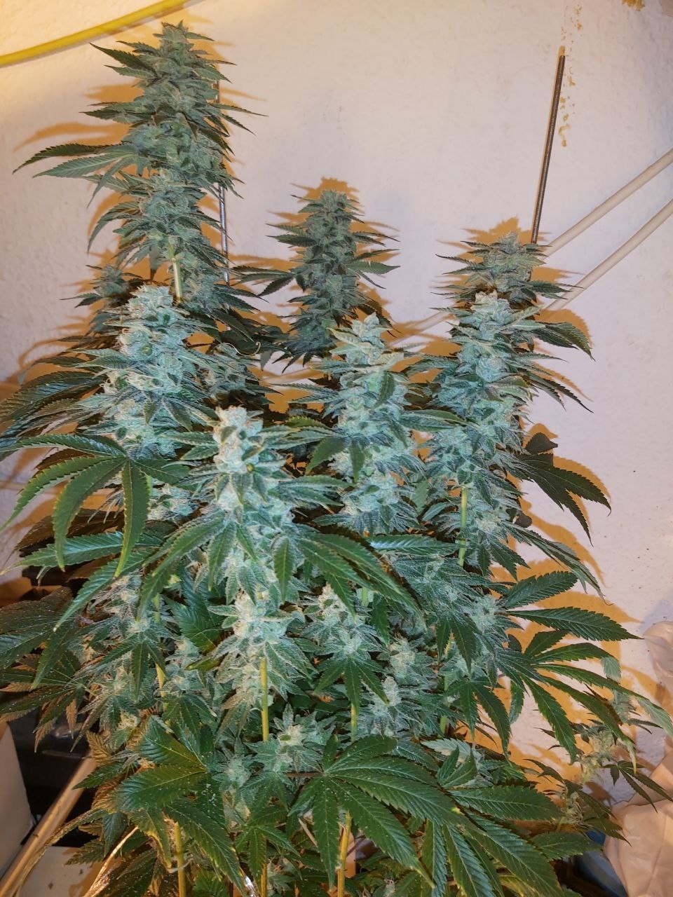 BANANA GLUE – Bild 10