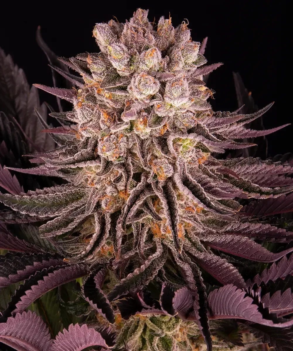 MIMOSA x ORANGE PUNCH – Bild 2
