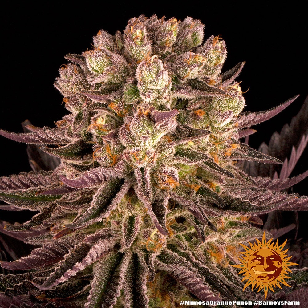MIMOSA x ORANGE PUNCH – Bild 3