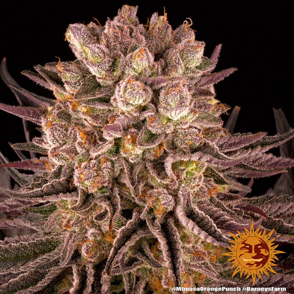 MIMOSA x ORANGE PUNCH – Bild 4