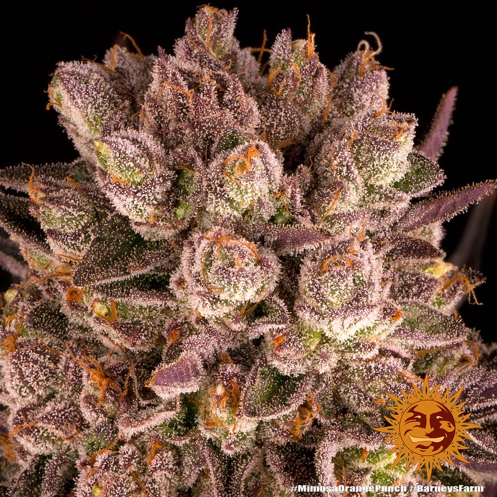 MIMOSA x ORANGE PUNCH – Bild 5