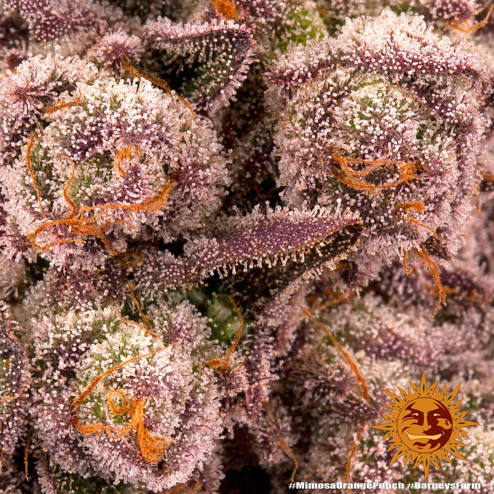 MIMOSA x ORANGE PUNCH – Bild 6