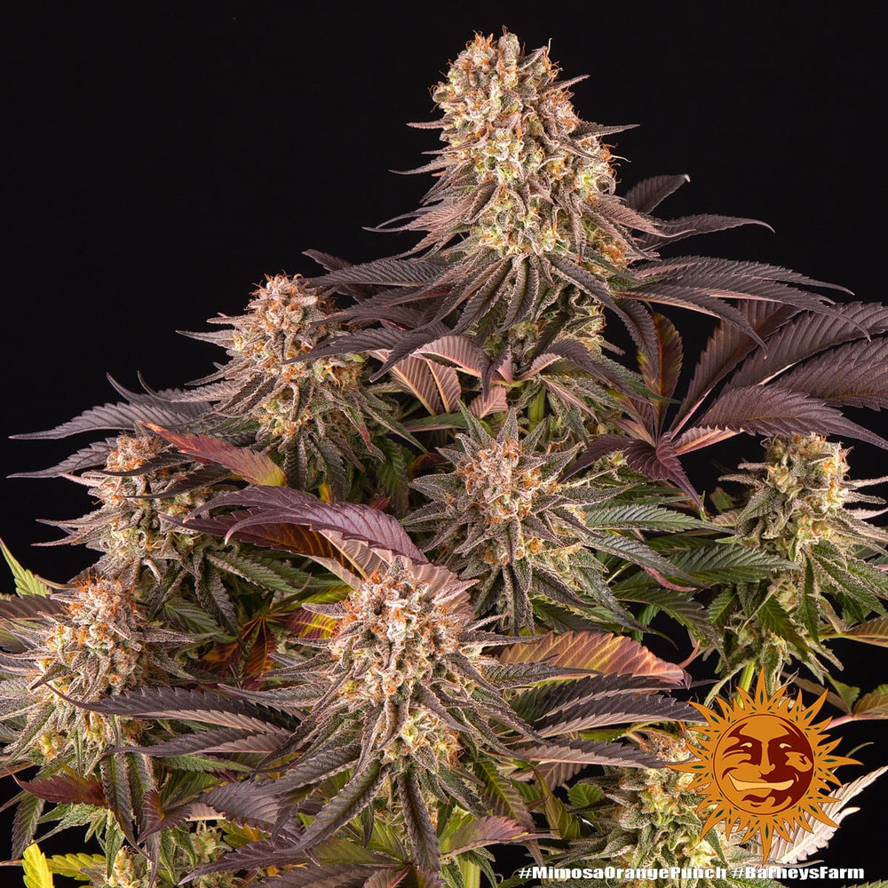 MIMOSA x ORANGE PUNCH – Bild 7
