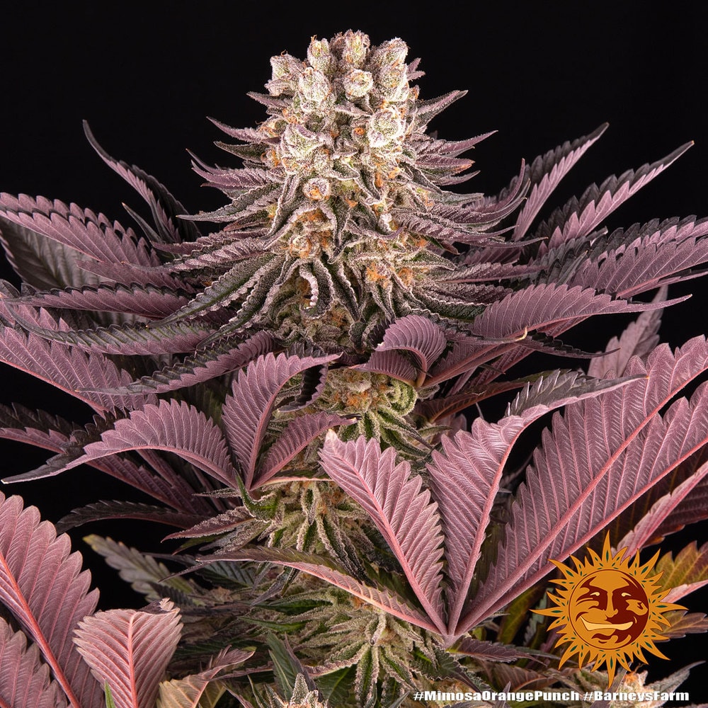 MIMOSA x ORANGE PUNCH – Bild 8