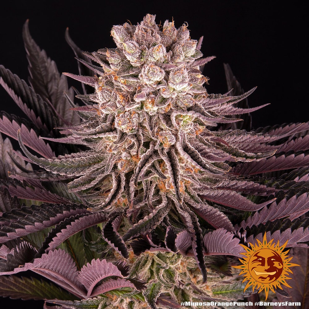 MIMOSA x ORANGE PUNCH – Bild 9