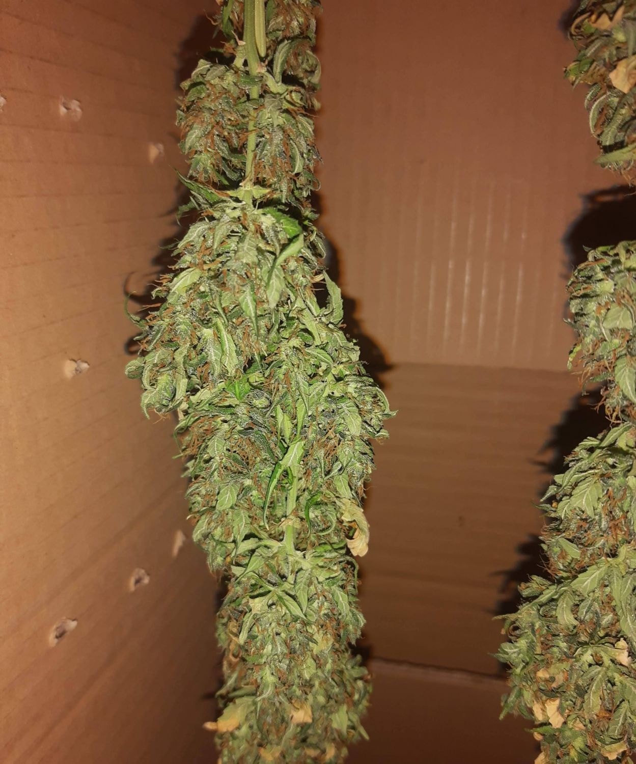 Auto Wedding Cake Cannabis Blüten mit Trichomen