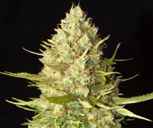 Auto Amnesia Haze Autoflower Blüten mit Harz und Trichomen