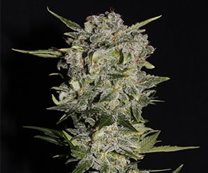 Autoflowering Blueberry Cannabispflanze mit kompaktem Wuchs und reifenden Blüten