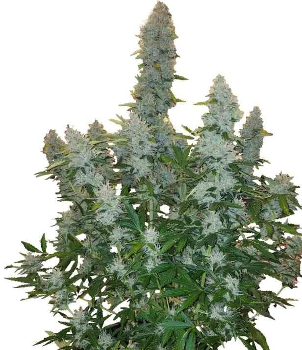 Gorilla Glue Automatic Cannabispflanze kompakt buschig 80 bis 150 cm