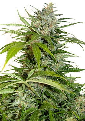 Blue Dream Automatic große kompakte Blüten guter Ertrag