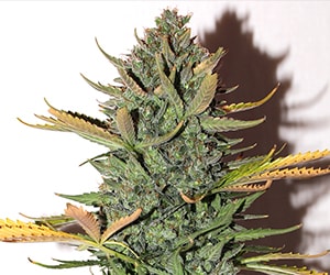 Autoflower Northern Light Cannabis Samen feminisiert – schnelle Ernte & hoher THC-Gehalt