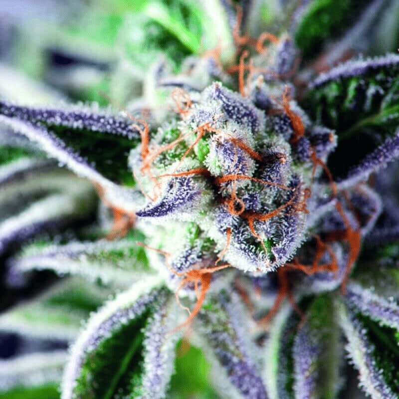 Do Si Dos Cannabis Seeds von Organic Seeds mit harzreichen, dichten Blüten
