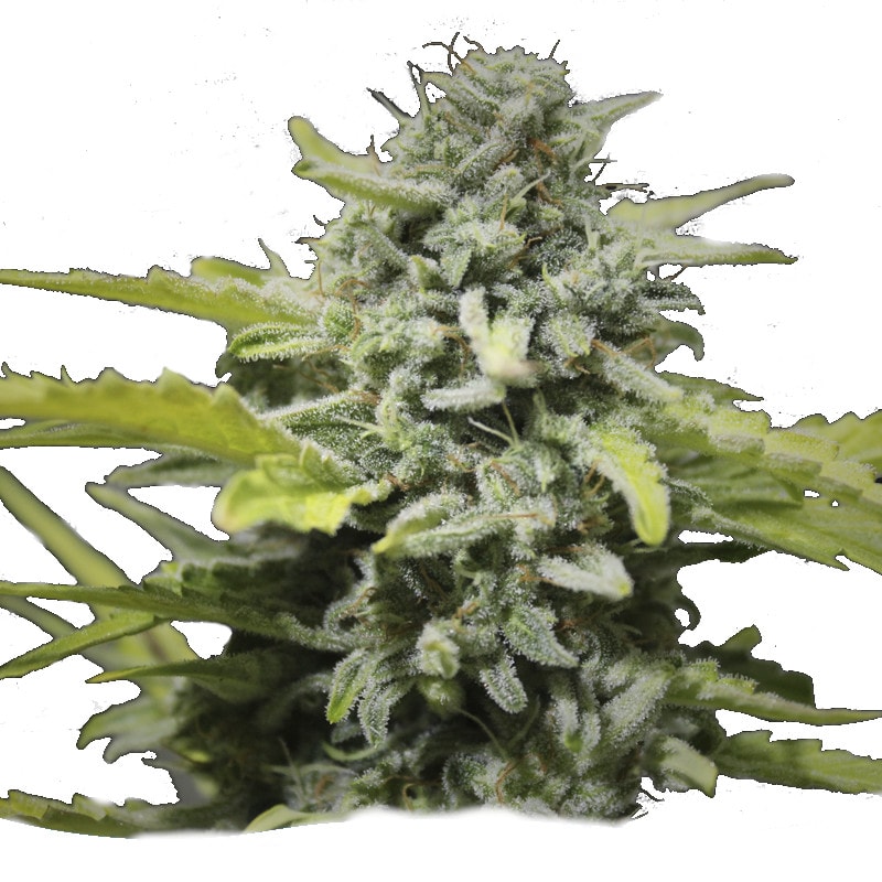 ORGANIC LEMON HAZE – Bild 1