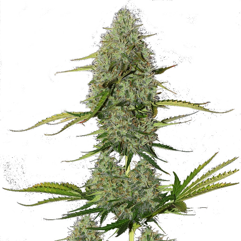 ORGANIC CRITICAL + – Bild 1