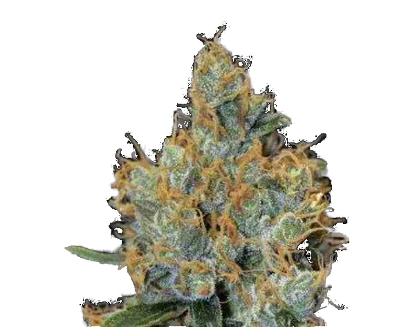 LAVENDER ZKITTLEZ fast Version – Bild 1