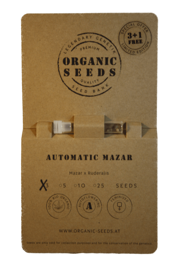 MAZAR Autoflowering – Bild 2