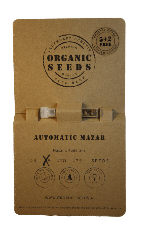 MAZAR Autoflowering – Bild 3