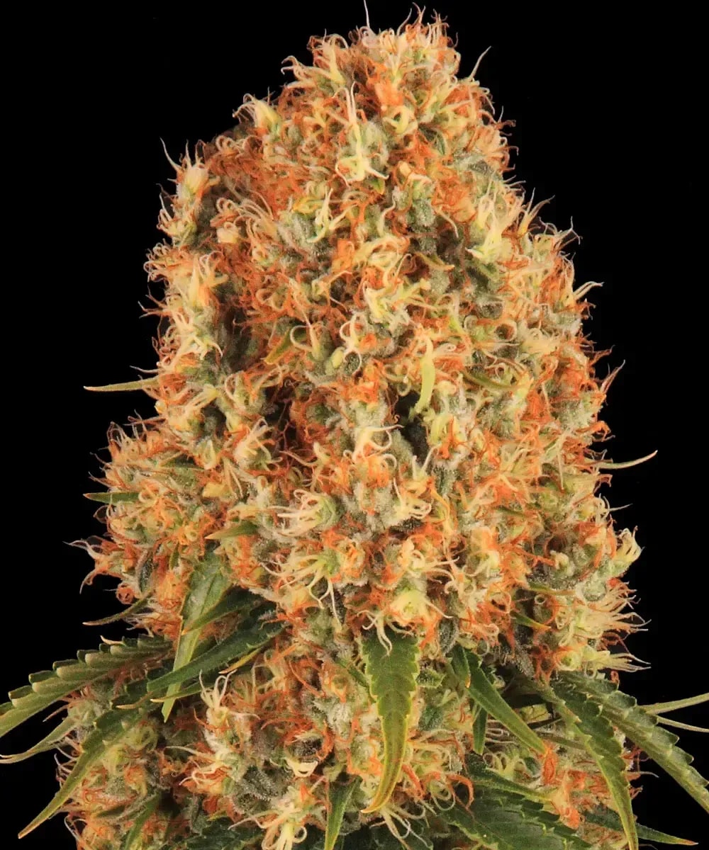 ORANGE SHERBERT – Bild 2