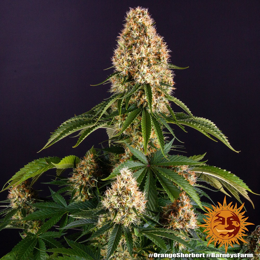 ORANGE SHERBERT – Bild 3
